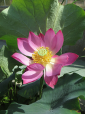 Fleur de lotus, parc de la tte d'or, Lyon 2015