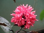Autre nom : Justicia carnea, Famille des acanthes Photo