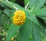 Buddleia s'appelle aussi arbre aux papillons, De Buddle, botaniste anglais Photo