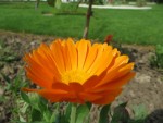 Souci : du bas latin solsequier, qui signifie « qui suit le soleil ». Calendula officinalis, famille des asters Photo