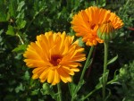 Souci : du bas latin solsequier, qui signifie « qui suit le soleil ». Calendula officinalis, famille des asters Photo
