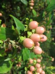 Fruits d'hypericum peut-être Photo