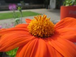 Du botaniste allemand Johann Gottfried Zinn, Famille des asters Photo