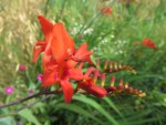 Le crocosmia du grec crocus-safran et parfum, famille des iris, origine : Afrique du Sud Photo