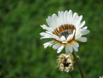 Familles des asters Photo