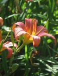 Lis d'un jour, ou Daylily en anglais car floraison dure une journée. Du grec hemera pour jour et Kalos pour beauté. Source : wikipedia Photo