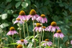 Du grec epino pour épine, car petits piquants dans le cœur de la fleur, Famille des asters Photo