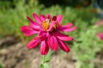 Du botaniste allemand Johann Gottfried Zinn, Famille des asters Photo