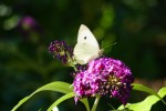 Autre nom du buddleia : Arbre aux papillons Photo