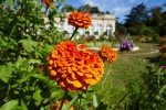 Du botaniste allemand Johann Gottfried Zinn, Famille des asters Photo