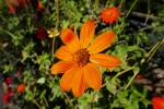 Du botaniste allemand Johann Gottfried Zinn, Famille des asters Photo