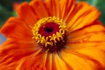 Du botaniste allemand Johann Gottfried Zinn, Famille des asters Photo