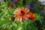 Du botaniste allemand Johann Gottfried Zinn, Famille des asters Photo