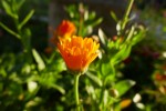 Souci : du bas latin solsequier, qui signifie « qui suit le soleil ». Calendula officinalis, Famille des asters Photo