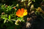 Calendula officinalis, famille des asters Photo