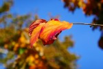 Parrotia persica<br>De Parrot, le naturaliste allemand<br>Arbre de fer car tissus très durs<br>Famille de l' hamamélis<br>Originaire d'Iran<br> Photo