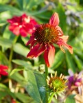 Du grec epino pour épine, car petits piquants dans le cœur de la fleur, Famille des asters Photo