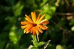Calendula officinalis, famille des asters Photo