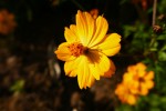 Cosmos de Klondike (rivière du nord du Canada), famille des asters, originaire du Mexique. Du grec kosmos le monde Photo