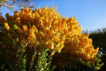 Aesculus parviflora, origine : Etats Unis Photo