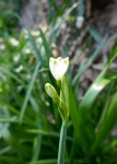 Du latin niveus pour neige, (car fleurit à la fin de l'hiver). Source : cnrtl, Famille des amaryllis. Source promesse de fleurs Photo