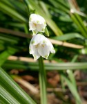 Du latin niveus pour neige, (car fleurit à la fin de l'hiver). Source : cnrtl. Famille des amaryllis. Source promesse de fleurs Photo