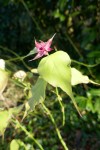 Autre nom : Leycesteria formosa. Fleurs pourpres été. Fruits d'octobre à l'hiver. Baies vertes puis violet foncé. Fait le régal des oiseaux d'où le nom d'arbre aux faisans. Soucre : gralon.net Photo