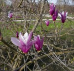 Magnolia liliiflora, variété nigra, pour la couleur foncée de sa fleur, Originaire de Chine Photo