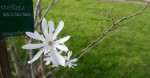 Magnolia stellata Photo