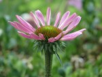 Du grec echino pour épine. Famille des asters Photo
