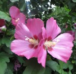 Famille de la mauve, comme les hibiscus Photo