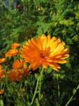 Calendula officinalis, famille des asters Photo