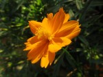 Cosmos de Klondike (rivière du nord du Canada), famille des asters, originaire du Mexique. Du grec kosmos le monde Photo