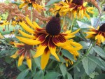 Famille des asters Photo