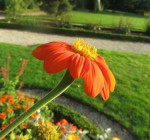 Du botaniste allemand Johann Gottfried Zinn, Famille des asters Photo