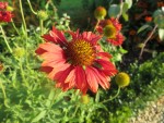 Du grec echino pour épine. Famille des asters Photo
