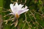 Magnolia stellata Photo