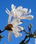 Magnolia stellata Photo