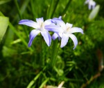 Chionodoxa, Asparagacées (famille de l'asperge) Photo
