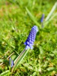 Famille du lis, Le nom muscari vient du latin botanique, formé sur « musc » à cause de l'odeur des fleurs du muscari musqué (Muscari moschatum). Source wikimonde Photo