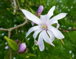 Magnolia stellata Photo