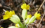Primevère officinale Photo