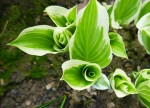 Funkia , Lis plantain. Source : promessedefleurs.com. Famille des lis. Source : Wikipedia Photo