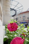 Autre nom : Hibiscus des marais Photo