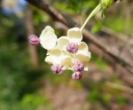 Akebia quinata (pour akébie à 5 feuilles) Origine : Japon, Corée, Chine, source : clematite.net Photo