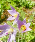 Anemone : Du grec vent, car la fleur s'ouvre au vent. Source : Larousse Photo