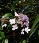 Hydrangea aspera Photo