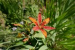 Famille des iris Photo