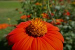 Du botaniste allemand Johann Gottfried Zinn, Famille des asters Photo
