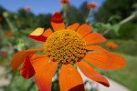 Du botaniste allemand Johann Gottfried Zinn, Famille des asters Photo